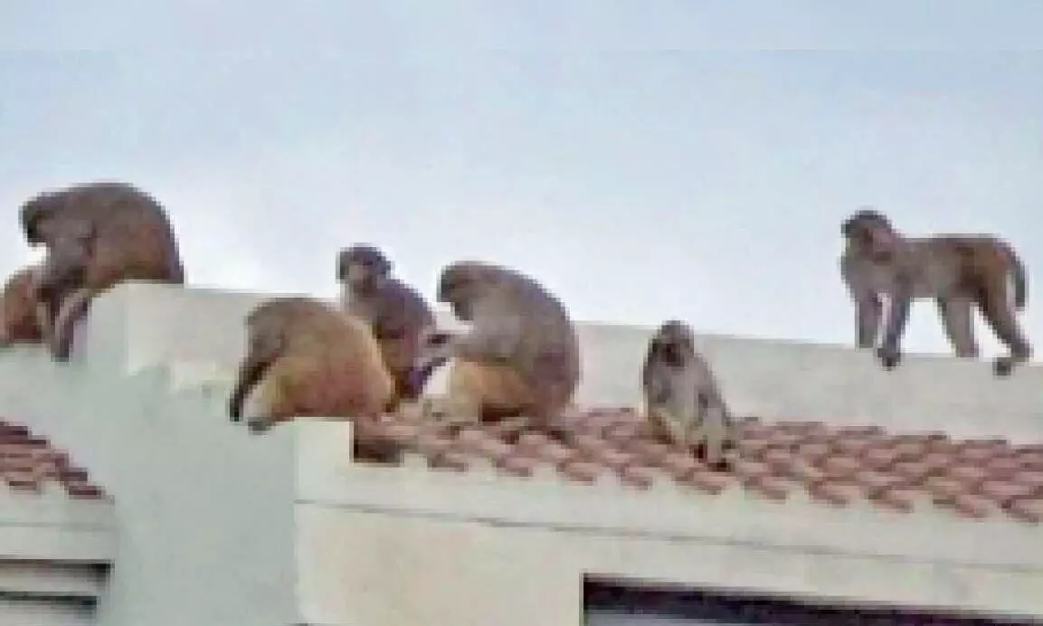 अब उपद्रवी बंदरों को पकड़ने वालों को मिलेगा पैसा, सरकार ने तैयार किया है नया प्लान