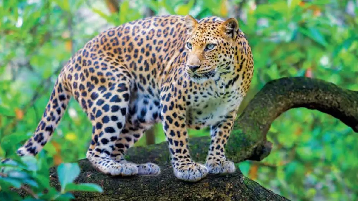 अब जंगल के बाहर भी होगा तेंदुए का सर्वेक्षण, वन विभाग ने खेतों में भी लगाएगा कैमरे