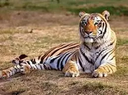 राजस्थान के टाइगर रिजर्व के बाघों का जीन पूल सुधारने की कवायद