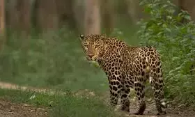 एयरपोर्ट परिसर में तेंदुए की तलाश तेज