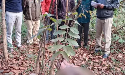 जंगल में चूल्हे के लिए लकड़ियां लाने गया व्यक्ति बना बाघ का निवाला