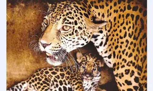 मवेशियों पर झपट रहा तेंदुए का कुनबा, क्षेत्र में दहशत