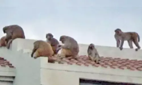 अब उपद्रवी बंदरों को पकड़ने वालों को मिलेगा पैसा, सरकार ने तैयार किया है नया प्लान अब उपद्रवी बंदरों को पकड़ने वालों को मिलेगा पैसा, सरकार ने तैयार किया है नया प्लान