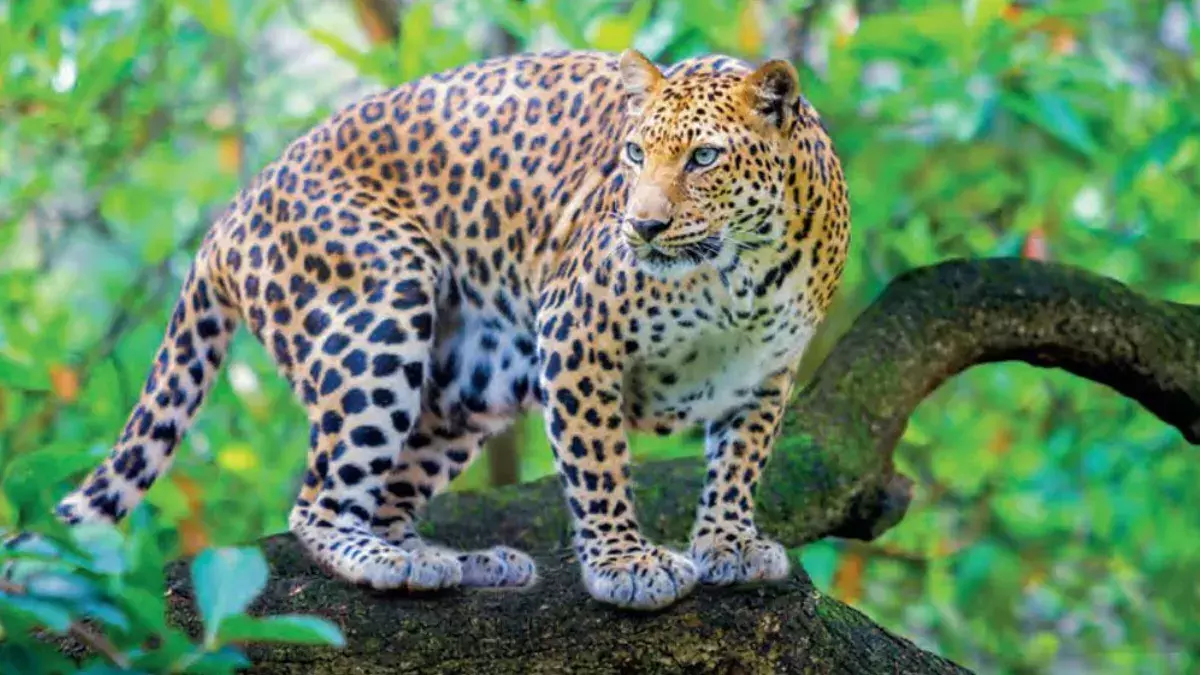 अब जंगल के बाहर भी होगा तेंदुए का सर्वेक्षण, वन विभाग ने खेतों में भी लगाएगा कैमरे