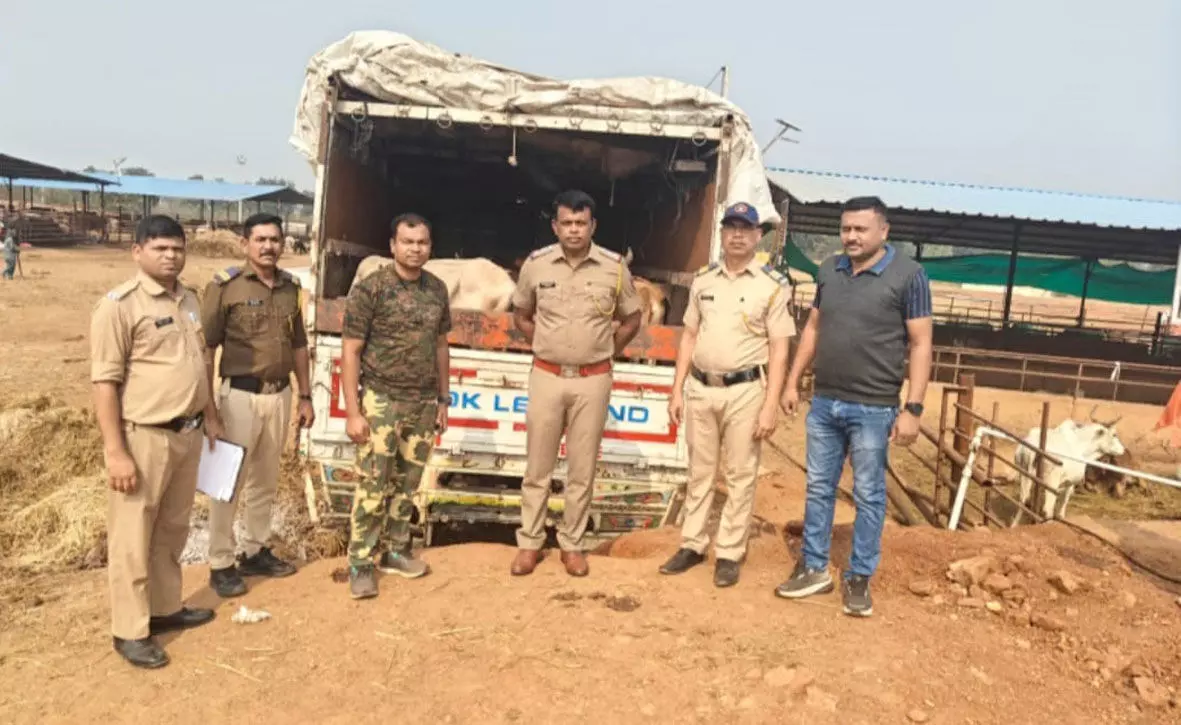 बूचड़खाने ले जाए जा रहे 47 मवेशियों को पुलिस ने कराया मुक्त