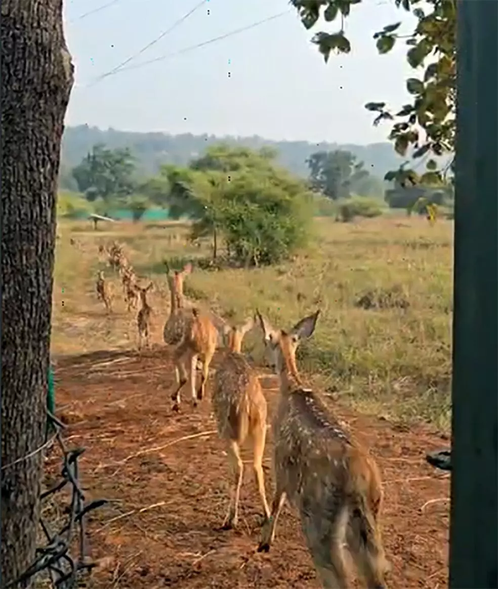 ताड़ोबा से नवेगांव-नागझीरा तक चीतल स्थानांतरण का दूसरा चरण सफल