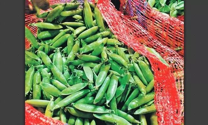 एक दिसंबर से नई मंडी से शुरू होगा मटर का व्यापार