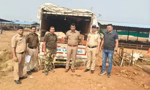 बूचड़खाने ले जाए जा रहे 47 मवेशियों को पुलिस ने कराया मुक्त