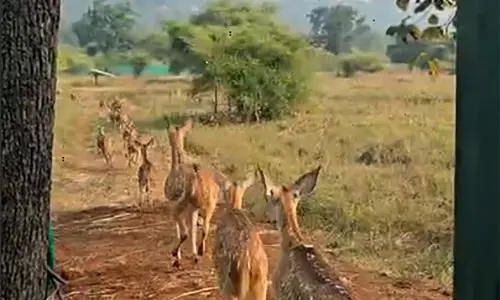 ताड़ोबा से नवेगांव-नागझीरा तक चीतल स्थानांतरण का दूसरा चरण सफल