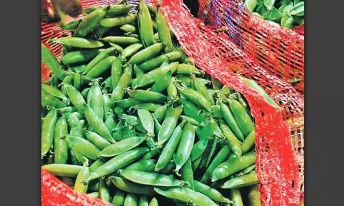 एक दिसंबर से नई मंडी से शुरू होगा मटर का व्यापार