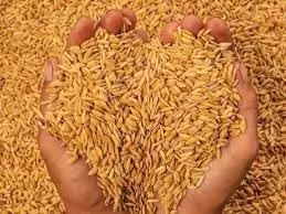 तकनीक से खेती - किसानी हुई आसान, धान कटाई में अब मशीन का बढ़ने लगा उपयोग