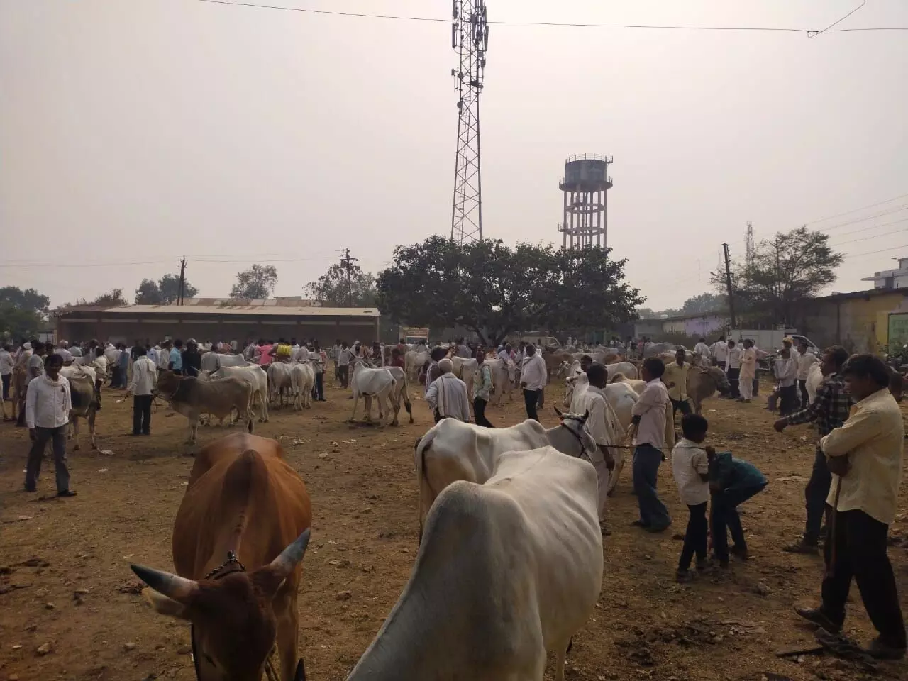 गोंदिया के टाइगर रिजर्व का विस्तार होने से नहीं मिल रहा चारा