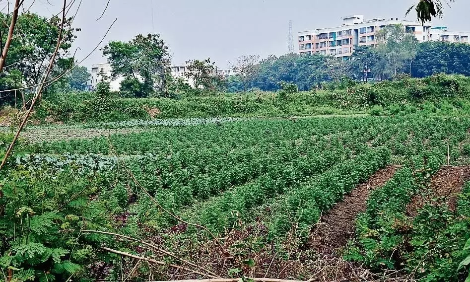 सीधे खेतों में रोड डालकर बनाई जा रहीं काॅलाेनियां, जनता के साथ छल सीधे खेतों में रोड डालकर बनाई जा रहीं काॅलाेनियां, जनता के साथ छल