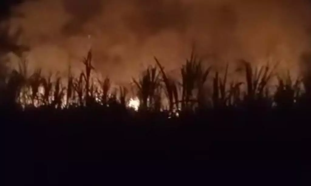 अज्ञात व्यक्ति पर गन्ने में आग लगाने का आरोप, 12 एकड़ फसल जलकर राख, लाखों का नुकसान