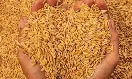 तकनीक से खेती - किसानी हुई आसान, धान कटाई में अब मशीन का बढ़ने लगा उपयोग