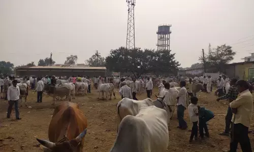 गोंदिया के टाइगर रिजर्व का विस्तार होने से नहीं मिल रहा चारा