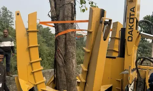 दो हेरिटेज पीपल के पेड़ों का ट्रांसप्लांटेशन पूरा