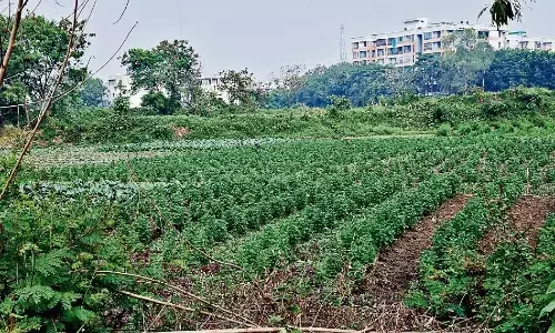 नाले के पानी से सब्जियों की सिंचाई पैदा कर रही जानलेवा खतरा नाले के पानी से सब्जियों की सिंचाई पैदा कर रही जानलेवा खतरा