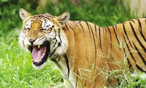 बाघों की गणना के लिए देश में सबसे पहले मध्यप्रदेश में दिया गया प्रशिक्षण बाघों की गणना के लिए देश में सबसे पहले मध्यप्रदेश में दिया गया प्रशिक्षण