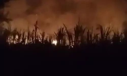 अज्ञात व्यक्ति पर गन्ने में आग लगाने का आरोप, 12 एकड़ फसल जलकर राख, लाखों का नुकसान