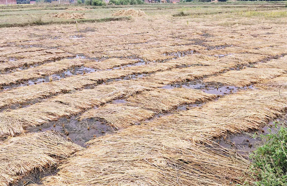 बारिश में भीगा धान खरीदने के लिए तैयार नहीं है सरकार