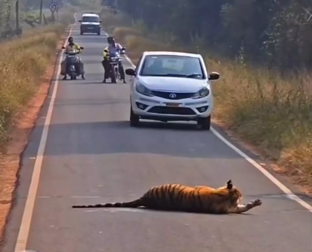 देवाड़ा-आगरझरी गेट रोड पर टहलते नजर आए एकसाथ दो वनराज