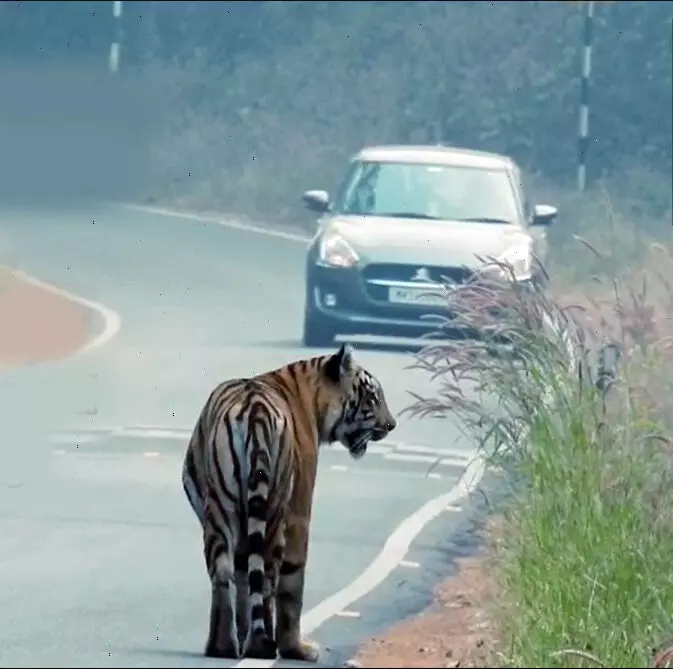 देवाड़ा-आगरझरी गेट रोड पर टहलते नजर आए एकसाथ दो वनराज