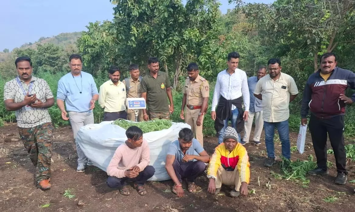 नासिक–पुणे नारकोटिक्स और धुलिया पुलिस की संयुक्त कार्रवाई में एक करोड़ का गीला गांजा जब्त, सात संदिग्ध गिरफ्तार