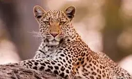 तेंदुए से बचाव के लिए नहीं दी कोयता या तलवार रखने की अनुमति