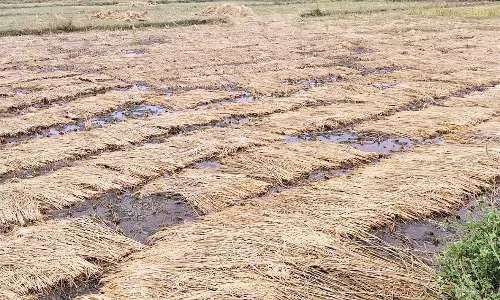 बारिश में भीगा धान खरीदने के लिए तैयार नहीं है सरकार