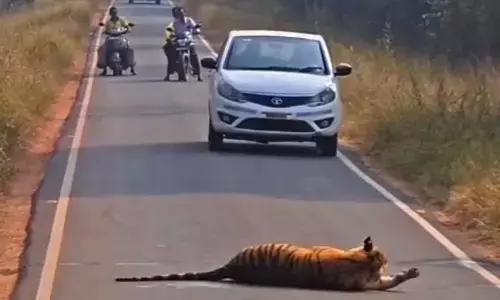 देवाड़ा-आगरझरी गेट रोड पर टहलते नजर आए एकसाथ दो वनराज देवाड़ा-आगरझरी गेट रोड पर टहलते नजर आए एकसाथ दो वनराज