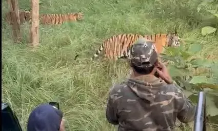 लोगों के रोमांच बढाने के चक्कर में वन्य प्राणियों व स्वयं की सुरक्षा से खिलवाड़ लोगों के रोमांच बढाने के चक्कर में वन्य प्राणियों व स्वयं की सुरक्षा से खिलवाड़