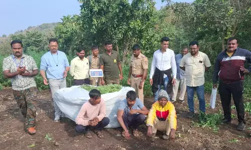 नासिक–पुणे नारकोटिक्स और धुलिया पुलिस की संयुक्त कार्रवाई में एक करोड़ का गीला गांजा जब्त, सात संदिग्ध गिरफ्तार