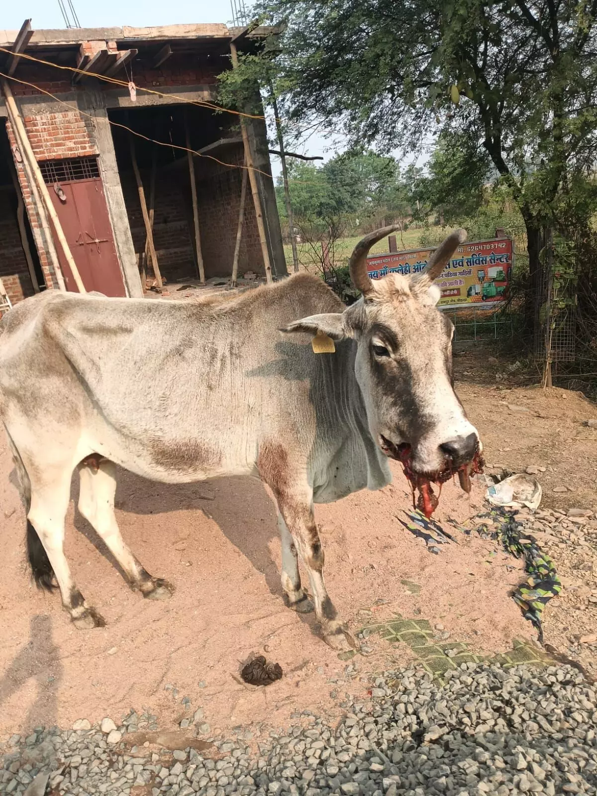 गाय ने निगला बारूद का गोला, जबडे में गंभीर चोटें