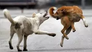 पांच साल में 43 हजार 680 कुत्तों की नसबंदी पांच साल में 43 हजार 680 कुत्तों की नसबंदी