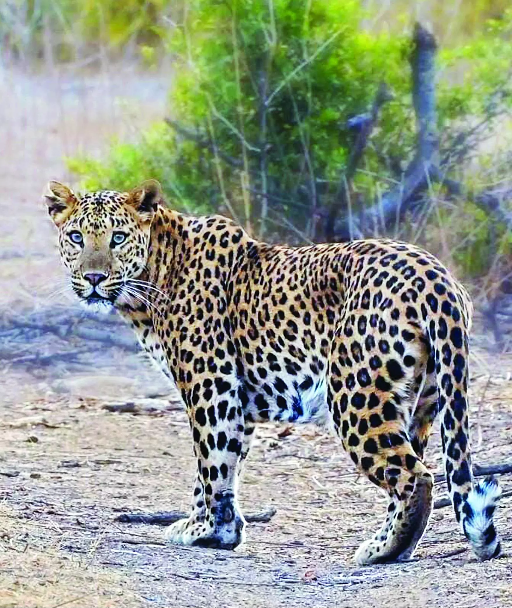 तेंदुए की दहशत से मंचर चुनाव प्रचार पर सीधा असर