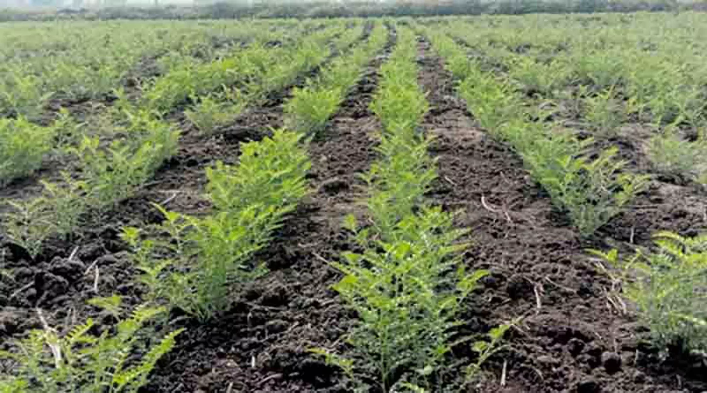 अमरावती में रबी सीजन के लिए चने का रकबा सर्वाधिक