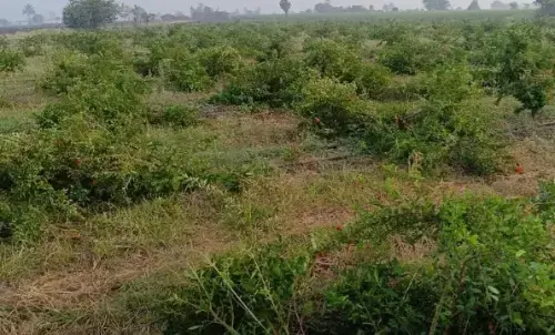 तीन एकड़ में लहलहाते अनार के 1300 पेड़ काट कर उजाड़ी बगिया