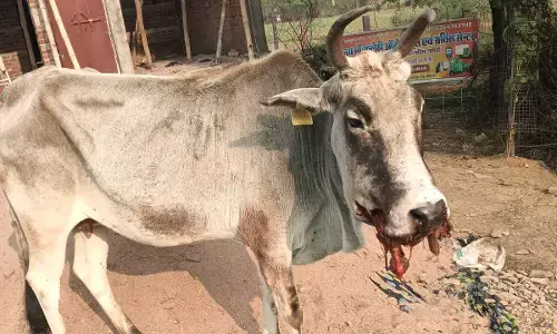 गाय ने निगला बारूद का गोला, जबडे में गंभीर चोटें