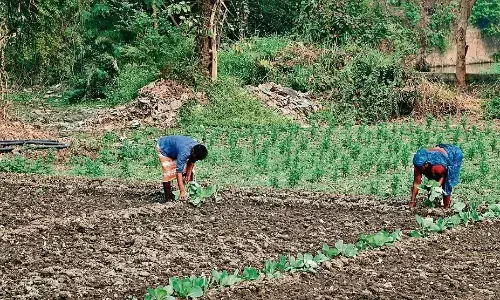 रैगवां-कचनारी में धड़ल्ले के साथ उगाई जा रहीं नाले के पानी से सब्जियां, स्वास्थ्य पर बढ़ा खतरा रैगवां-कचनारी में धड़ल्ले के साथ उगाई जा रहीं नाले के पानी से सब्जियां, स्वास्थ्य पर बढ़ा खतरा