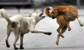 पांच साल में 43 हजार 680 कुत्तों की नसबंदी