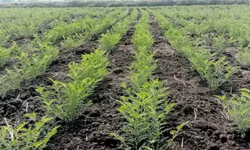 अमरावती में रबी सीजन के लिए चने का रकबा सर्वाधिक