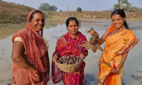 महिला स्व-सहायता समूह की मेहनत रंग लाई, मछली पालन और सिंघाड़ा खेती से बढ़ी आमदनी