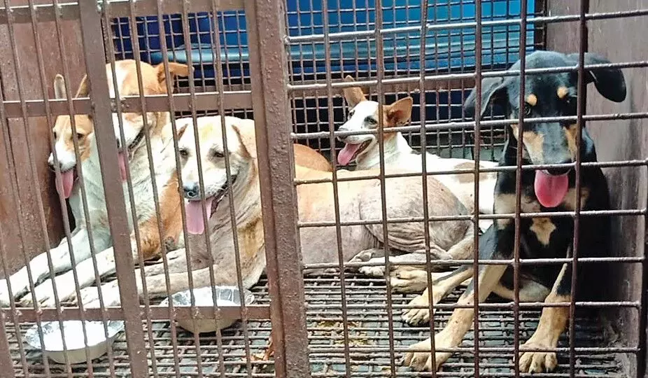 सुप्रीम कोर्ट की फटकार के बाद - श्वानों का सर्वे शुरू, तेज होगी धरपकड़, सरकार ने जारी की एसओपी सुप्रीम कोर्ट की फटकार के बाद - श्वानों का सर्वे शुरू, तेज होगी धरपकड़, सरकार ने जारी की एसओपी