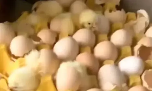 घर में अंडे रखकर छुट्टी मनाने के लिए चला गया परिवार, फिर हुआ कुछ ऐसा कि देखकर लोग हो गए हैरान