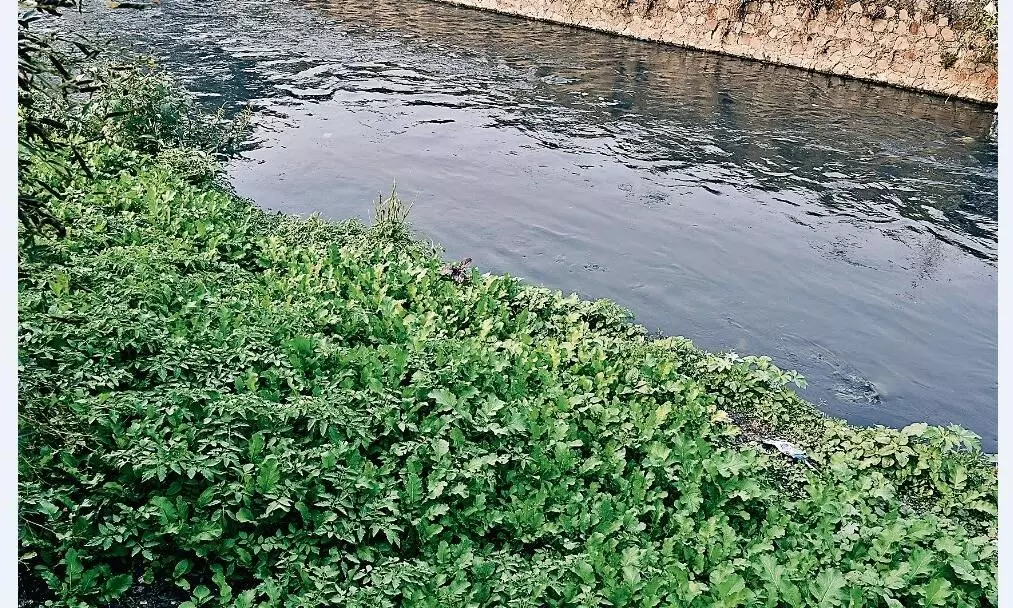 वीआईपी एरिया में बेची जा रहीं नाले के पानी से उपजी सब्जियां, स्वास्थ्य के लिए बढ़ा रहीं खतरा वीआईपी एरिया में बेची जा रहीं नाले के पानी से उपजी सब्जियां, स्वास्थ्य के लिए बढ़ा रहीं खतरा