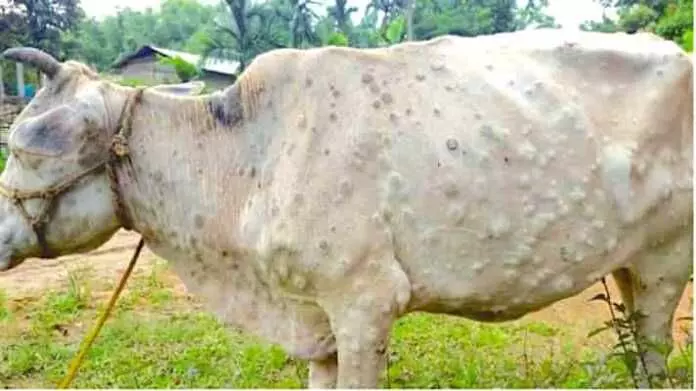 मेघा कुलकर्णी ने संसद में उठाया लंपी रोग का मसला, मुआवजा और राहत पैकेज देने की मांग की