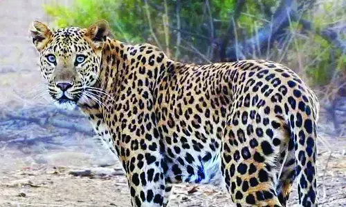 बावधन-एनडीए रोड इलाके में देर रात दिखा तेंदुआ बावधन-एनडीए रोड इलाके में देर रात दिखा तेंदुआ