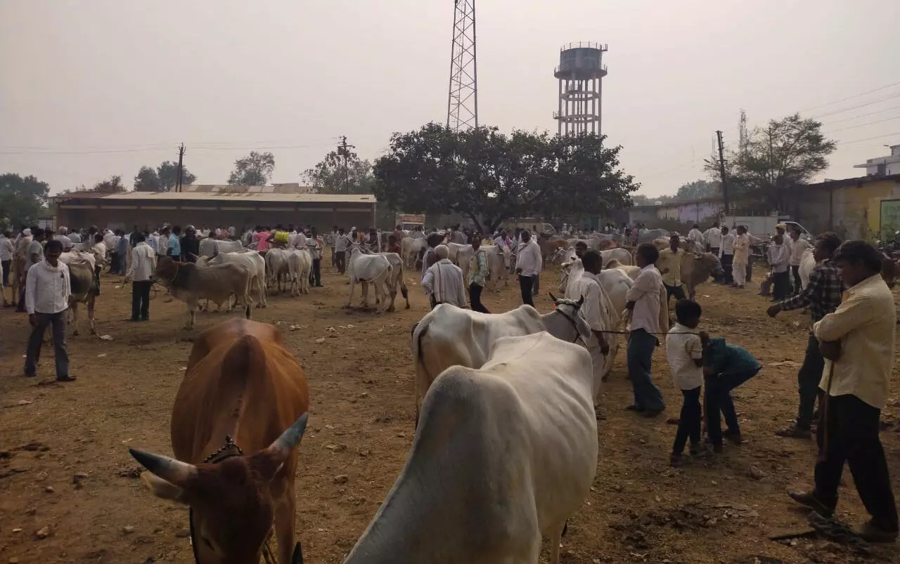 गौवंश की संख्या घटी, कृउबास के राजस्व को पहुंचा नुकसान