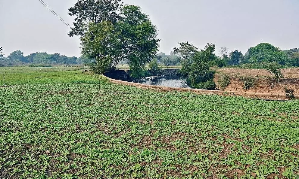 नाले के पानी से उपजी सब्जियों में धोने के बाद भी बचे रह जाते हैं विषैले तत्व नाले के पानी से उपजी सब्जियों में धोने के बाद भी बचे रह जाते हैं विषैले तत्व